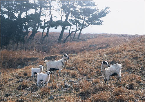 네 마리 염소 가족도 봄볕을 쬐고 있습니다. 아기 염소가 참 귀엽네요. 